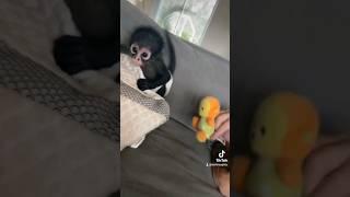 Quit Monkeying Around #cute #animals #viral #trending