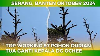 TOP WORKING 97 POHON TUA DURIAN LOKAL GANTI DENGAN OCHEE | Part 1