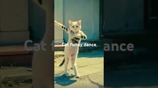 #keethi #keethe chali cat funny dance #dance #punjabisong #newsong #punjabi #cute #music #bollywood