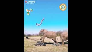 ELEPHANT VS MAN FIGHTING LATEST VIDEO 2020