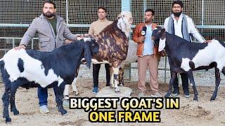 Biggest Goat’s In One Frame At Al Mira Goat Farm