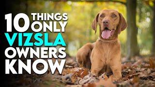 10 Things Only Vizsla Dog Owners Understand