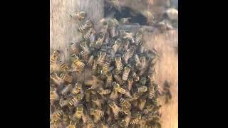 Two honeybee colonies at war. Usurpation