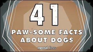 41 Facts About Dogs - mental_floss on YouTube (Ep.213)