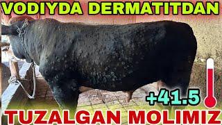 DERMATIT KASALIGIDAN TUZALGAN MOLIMIZ VODIYDAGI SAFARIMIZ DAVOMIDA