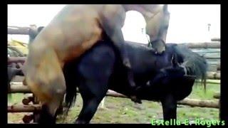 Funny Animals Mating Compilation 2015 Funny Animals Mating Compilation HD