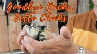 Goodbye Ducks, Hello Chicks: How Removing Ducks Sparked a Chicken Baby Boom