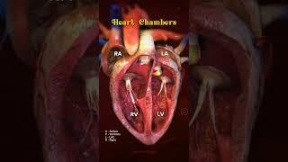 Heart Chambers #heart #heartanatomy #anatomy #cardiology #animation #shorts