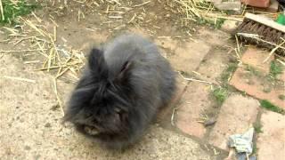 flo the bunny and the cat flap