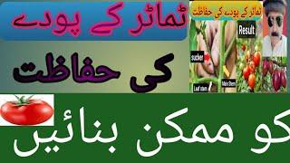 how to grow tomatoes plants)how to take care tomato plant)Tamatar ki mukammal malomat )#parvaiz