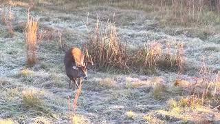 Bull of a whitetail buck postures on young deer