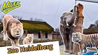 Zoo Heidelberg | Rundgang | Alle Infos | 2024