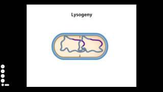 Lysis and Lysogeny