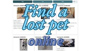 Find a lost pet online