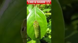 || Is This a Caterpillar or Snake ? PlZ Coment || JippyWaris Offical || #new #viral #short #animals