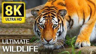 8K Animals, The Ultimate Wildlife Collection in 8K ULTRA HD/8K TV -  With Relaxing Music 8K TV