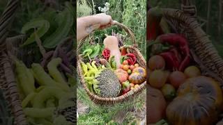 Garden harvest time! #farming #garden #harvest