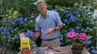 How to change the color of hydrangea flowers.