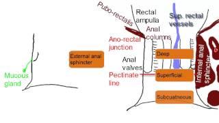Anal Canal - Simplified Anatomy