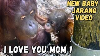 Baby Orangutan's Life Improved After Hernia Operation | Orangutan Cute Moments