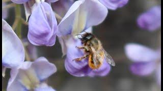 Some of my favourite garden flowers for bees; wisteria