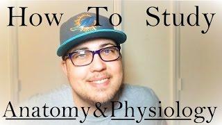 How To Study Anatomy and Physiology (3 Steps to Straight As)