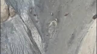 The Predator and the Prey: Snow Leopard vs  Mountain Goat mp4