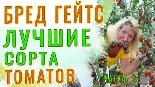 Бред Гейтс. БОЛЬШОЙ ОБЗОР РЕДКИХ СОРТОВ ТОМАТОВ #томат #помидор #БредГейтс