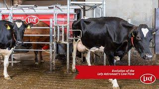 Evolution of the Lely Astronaut's Cow Flow