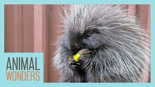 Meet and Greet: Wonder the Porcupine!