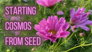 HOW TO Start Cosmos From Seed | PepperHarrow