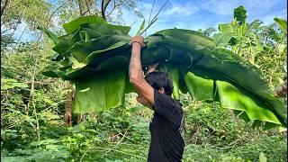 Hidden Goldmine Banana Leaves: Hindi Pinapansin pero High Income Opportunities