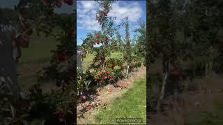 #apple#harvesting#canada#yt#ytshorts#yttrendingvideos