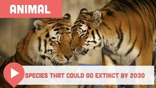 Animal Species That Could Go Extinct by 2030