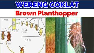 Hama WERENG COKLAT dan Brown Planthopper