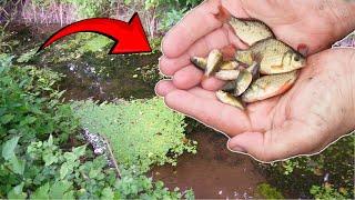 Dried up Ditch FULL of Baby CARP! I Rescued Them!