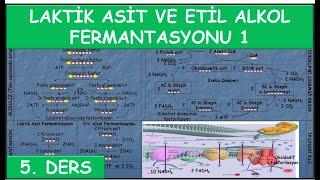 005 Laktik Asit ve Etil Alkol Fermantasyonu 1