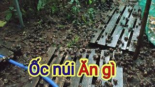 Ốc Tây Ninh tập 243  Cho ỐC NÚI TÂY NINH ăn