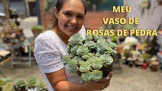 COMO PLANTAR ROSAS DE PEDRA