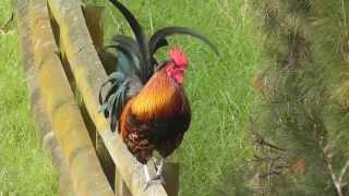 A beautiful rooster non-stop crowing loud in the early morning in the countryside