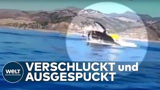 SCHOCK BEIM WHALE WATCHING: Buckelwal verschluckt Kajakfahrerinnen