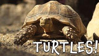 Turtles! Turtle Facts for Kids