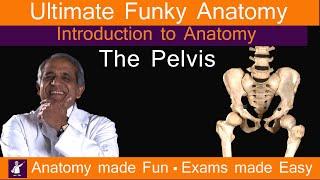 Funky Anatomy Basics - Introduction to the Pelvis - Learn with The Funky Professor. Fast. Easy. Fun!