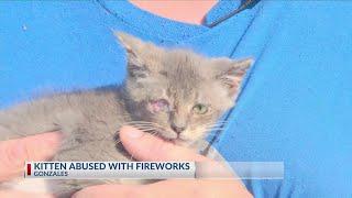 Kitten injured deliberately in Gonzales with fireworks, needs eye surgery