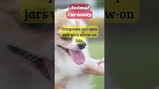 Animal Curiosity