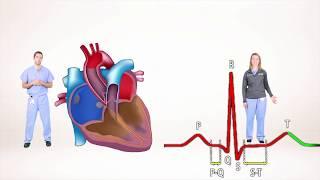 ECG for Beginners. Understanding the waves of ECG, P wave, QRS complex.