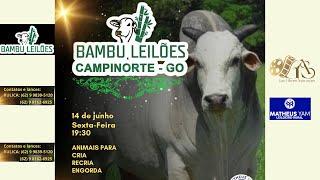 BAMBU LEILÕES  -  CAMPINORTE - GOIÁS 14/06/2024