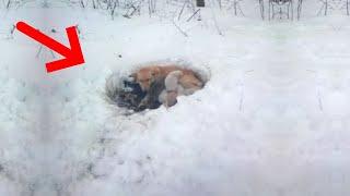 Собака жила в снегу с 6 щенками три недели - Настоящая мать героиня!