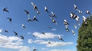 Birds Flying in The Sky     Non Copyright Video Clip