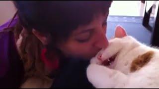 Cat Meows When Kissed - Adorable